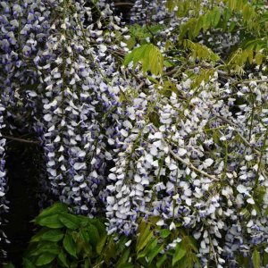 Vistéria kvetnatá (Wisteria floribunda) ´MACROBOTRYS´ výška: 150-200 cm, kont. C3L